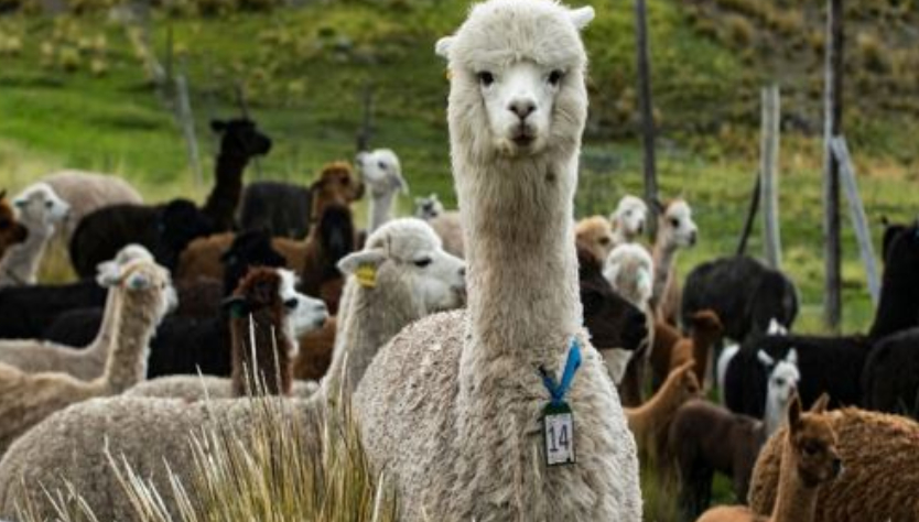 Per D a Nacional De La Alpaca Se al Alternativa Per D a Nacional De La Alpaca Se al Alternativa
