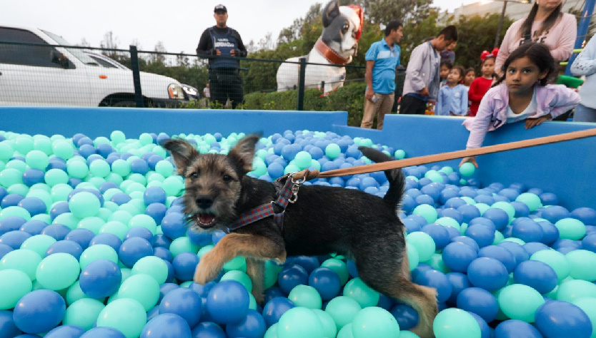 Surco: Inauguran el primer parque de diversiones canino, Carlos Bruce, Petfriendly, Mascotas, LIMA
